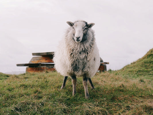 Mulesingfrei - die tierfreundliche Variante